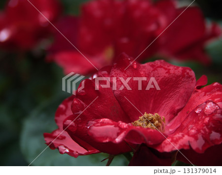 6月に美しく咲いた赤いバラの花「かざぐるま」 6月に美しく咲いた赤いバラの花「かざぐるま」 131379014