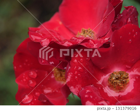6月に美しく咲いた赤いバラの花「かざぐるま」 6月に美しく咲いた赤いバラの花「かざぐるま」 131379016