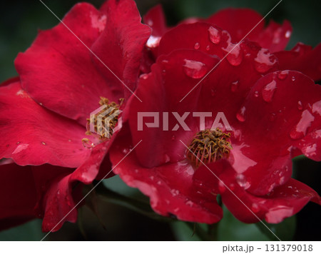 6月に美しく咲いた赤いバラの花「かざぐるま」 6月に美しく咲いた赤いバラの花「かざぐるま」 131379018