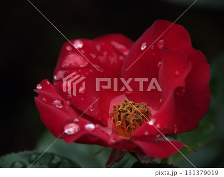 6月に美しく咲いた赤いバラの花「かざぐるま」 6月に美しく咲いた赤いバラの花「かざぐるま」 131379019