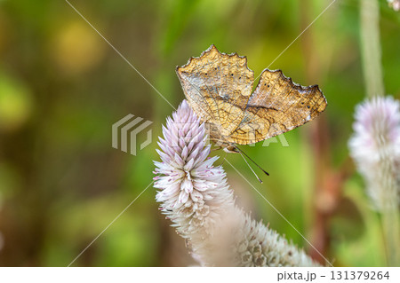 ノゲイトウの蜜を吸うキタテハ ノゲイトウの蜜を吸うキタテハ 131379264