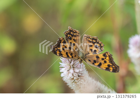 ノゲイトウの蜜を吸うキタテハ 131379265