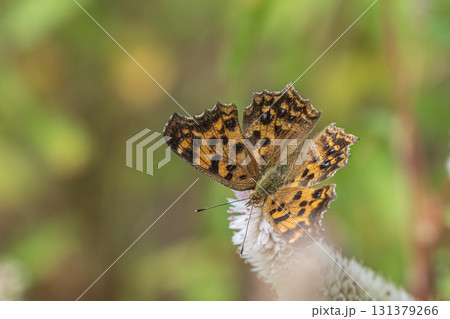 ノゲイトウの蜜を吸うキタテハ ノゲイトウの蜜を吸うキタテハ 131379266