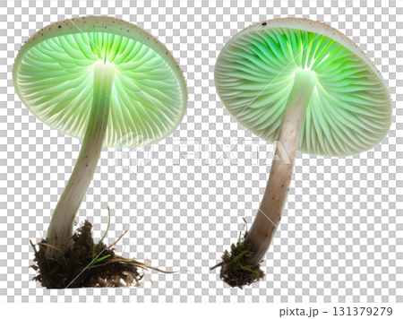 Mycena chlorophos glowing green mushroom, bioluminescent fungi isolated on transparent background 131379279