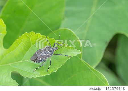 キマダラカメムシ キマダラカメムシ 131379348