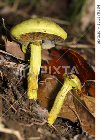 全身黄色いキイロイグチ属キノコの成菌と幼菌が並ぶ立像（自然環境下菌・キノコ類マクロ撮影） 131379384