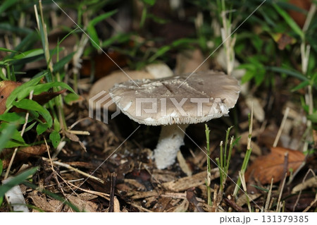 カサが開ききったコテングタケモドキ毒キノコ(横位置全体象・自然下菌キノコ類マクロ撮影) カサが開ききったコテングタケモドキ毒キノコ(横位置全体象・自然下菌キノコ類マクロ撮影) 131379385