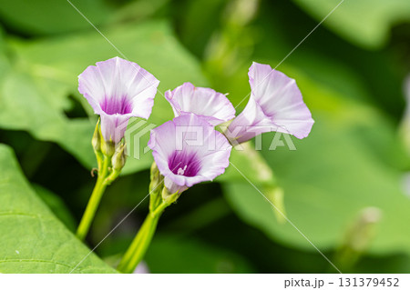 ホシアサガオ ホシアサガオ 131379452