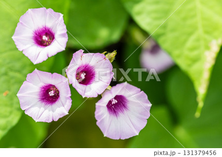 ホシアサガオ ホシアサガオ 131379456