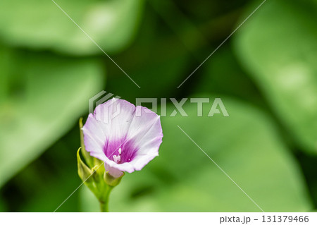 ホシアサガオ ホシアサガオ 131379466