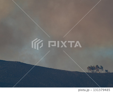 Solitary Trees Stand Against Smoky Horizon Solitary Trees Stand Against Smoky Horizon 131379485