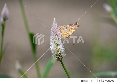ノゲイトウの蜜を吸うキタテハ ノゲイトウの蜜を吸うキタテハ 131379620