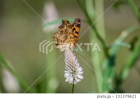ノゲイトウの蜜を吸うキタテハ ノゲイトウの蜜を吸うキタテハ 131379621