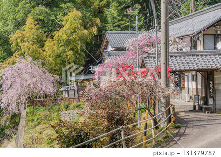 春の日龍峯寺高澤観音境内の景色 131379787