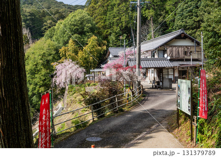 春の日龍峯寺高澤観音境内の景色 131379789