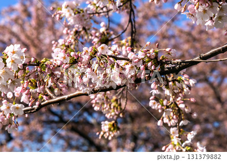 Cherry Blossom in Langelinie park on a beautiful spring day. Sakura festival in Copenhagen 131379882
