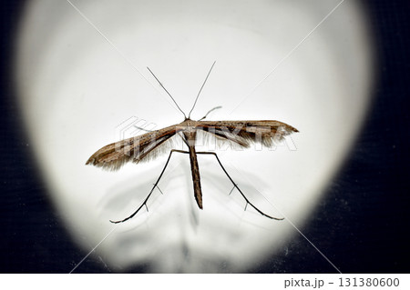 Hellinsia is a genus of fingerwing butterflies from the subfamily Pterophorinae. 131380600