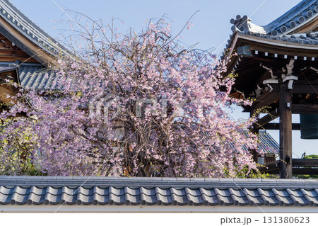 春の常念寺の風景 春の常念寺の風景 131380623