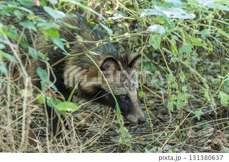 淀川の河川敷に生息するタヌキ　大阪府枚方市 131380637