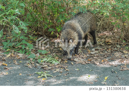 淀川の河川敷に生息するタヌキ　大阪府枚方市 131380638