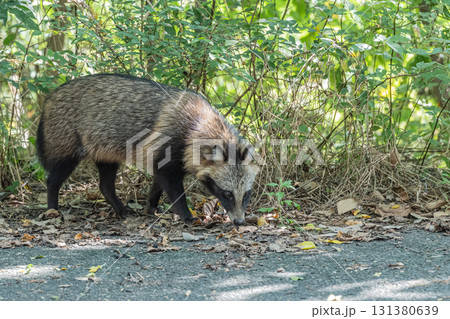 淀川の河川敷に生息するタヌキ 大阪府枚方市 淀川の河川敷に生息するタヌキ 大阪府枚方市 131380639