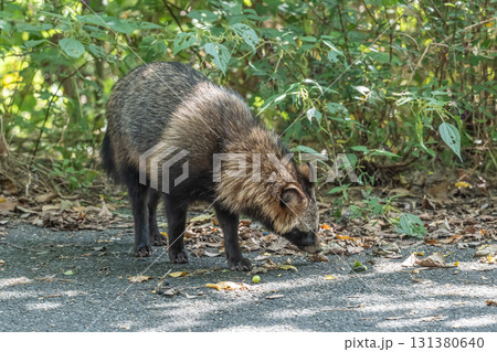淀川の河川敷に生息するタヌキ 大阪府枚方市 淀川の河川敷に生息するタヌキ 大阪府枚方市 131380640