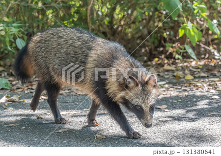 淀川の河川敷に生息するタヌキ　大阪府枚方市 131380641