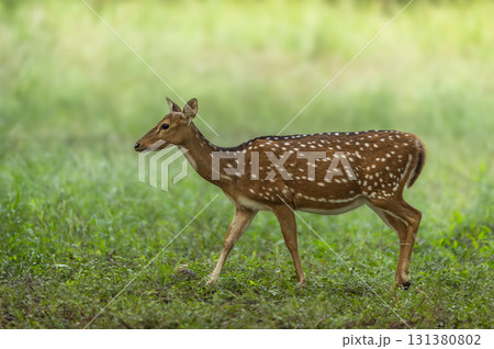 wild adult female spotted deer or chital or axis deer side profile with eye contact walking in natural scenic green background winter season safari jim corbett national park forest uttarakhand india wild adult female spotted deer or chital or axis deer side profile with eye contact walking in natural scenic green background winter season safari jim corbett national park forest uttarakhand india 131380802
