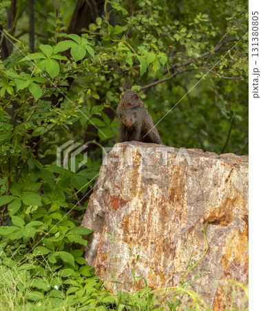 Indian grey mongoose or Herpestes edwardsii couple or pair in action on big rock making love mating behavior in natural monsoon green background during safari ranthambore national park rajasthan india 131380805