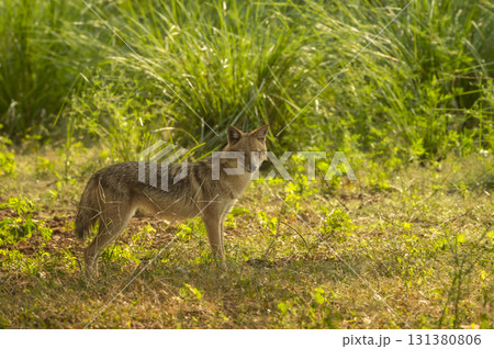 Wild indian golden jackal or Canis aureus indicus side profile with eye contact and natural green in winter season morning safari at ranthambore national park forest tiger reserve rajasthan india 131380806