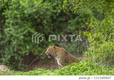 wild indian male leopard or panther or panthera pardus in sitting position pose side profile in natural scenic green background in winter season safari game drive in national park forest reserve india 131380807