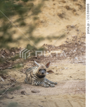Striped hyena or hyaena hyaena closeup or portrait sitting on track with eye contact blocking road in winter season outdoor jungle safari in ranthambore national park forest tiger reserve india asia 131380808