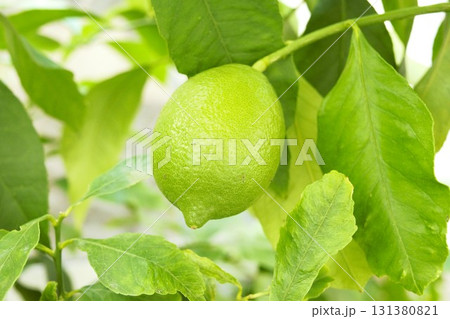 レモンの未熟果  2 131380821