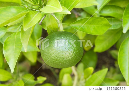 ライムの青い実  2  131380823