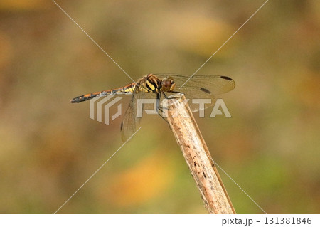 枝に羽を休めるトンボ　《日常》 131381846