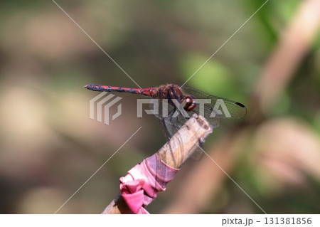 枝に羽を休めるトンボ　《日常》 131381856
