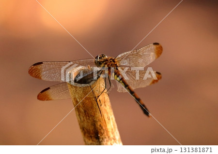 枝に羽を休めるトンボ　《日常》 131381871