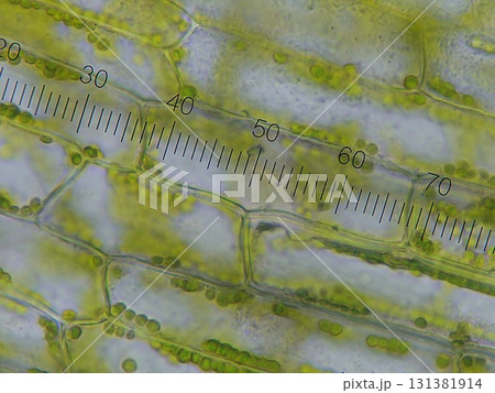 植物細胞内の様子 131381914