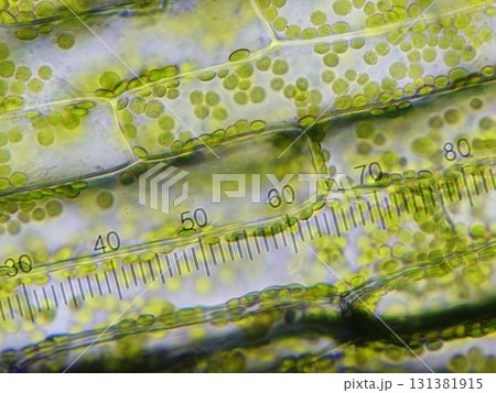 植物細胞の中を動く葉緑体 植物細胞の中を動く葉緑体 131381915