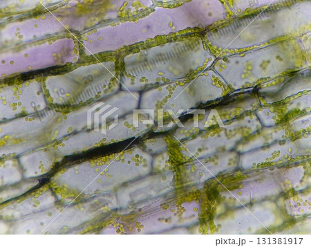重なり合った植物細胞の様子 重なり合った植物細胞の様子 131381917