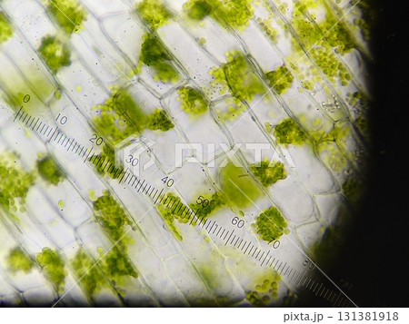 原形質分離が起きている植物細胞 131381918