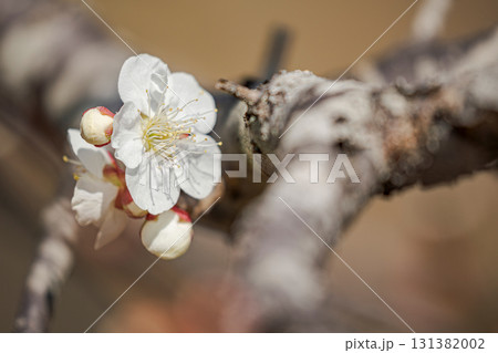 ⽩梅⼀輪のアップ 131382002