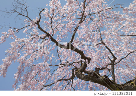 ⾒上げてみる満開の桜 ⾒上げてみる満開の桜 131382011