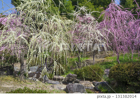 京都 城南宮の枝垂れ梅 京都 城南宮の枝垂れ梅 131382014