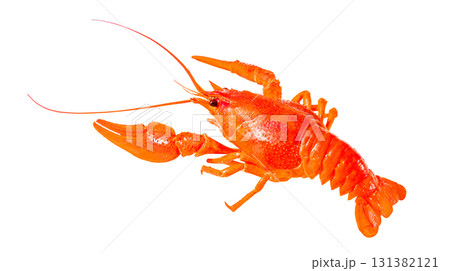 crayfish boiled red cooked, isolated on white background with clipping path 131382121