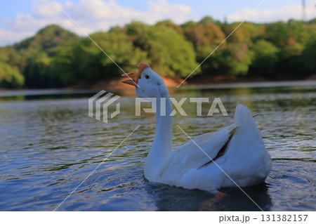 池を泳ぐガチョウ 池を泳ぐガチョウ 131382157