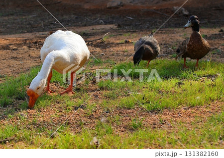 陸に上がったガチョウとアヒル2羽 131382160