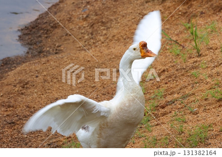 翼を広げるガチョウ 131382164