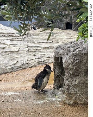 ペンギン ペンギン 131382182