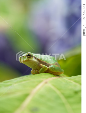紫陽花の葉に止まるアマガエル 131382284